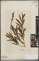 Foto von Salix purpurea L. x Salix viminalis L.